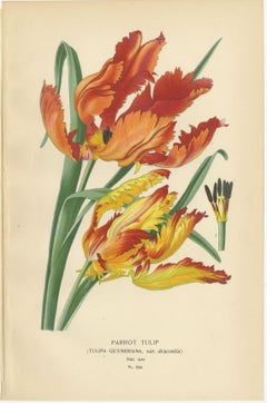 Antique Botanical Prints of Tulips & Water Hyacinth – Set of Three, c.1897