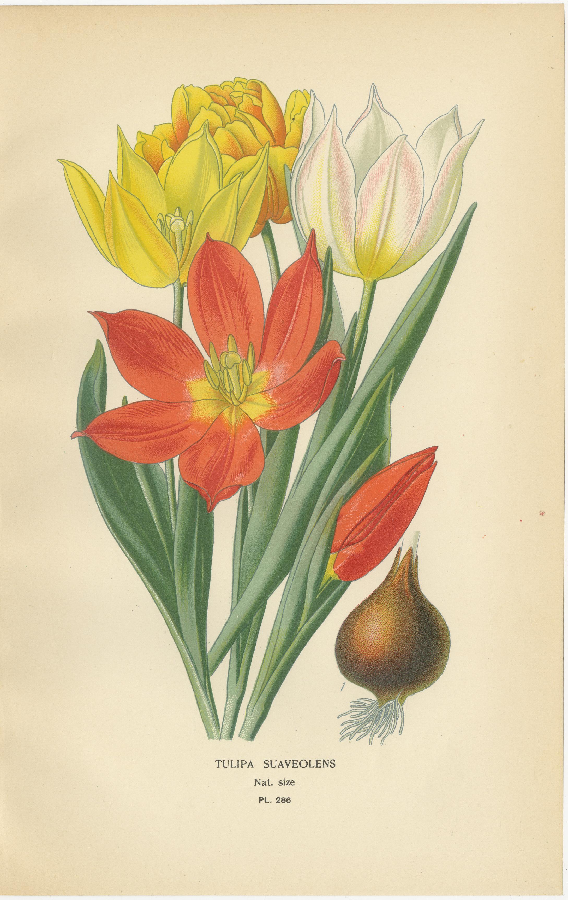 Inglese Stampe botaniche antiche di tulipani e giacinti d'acqua - Set di tre, 1897 ca. in vendita