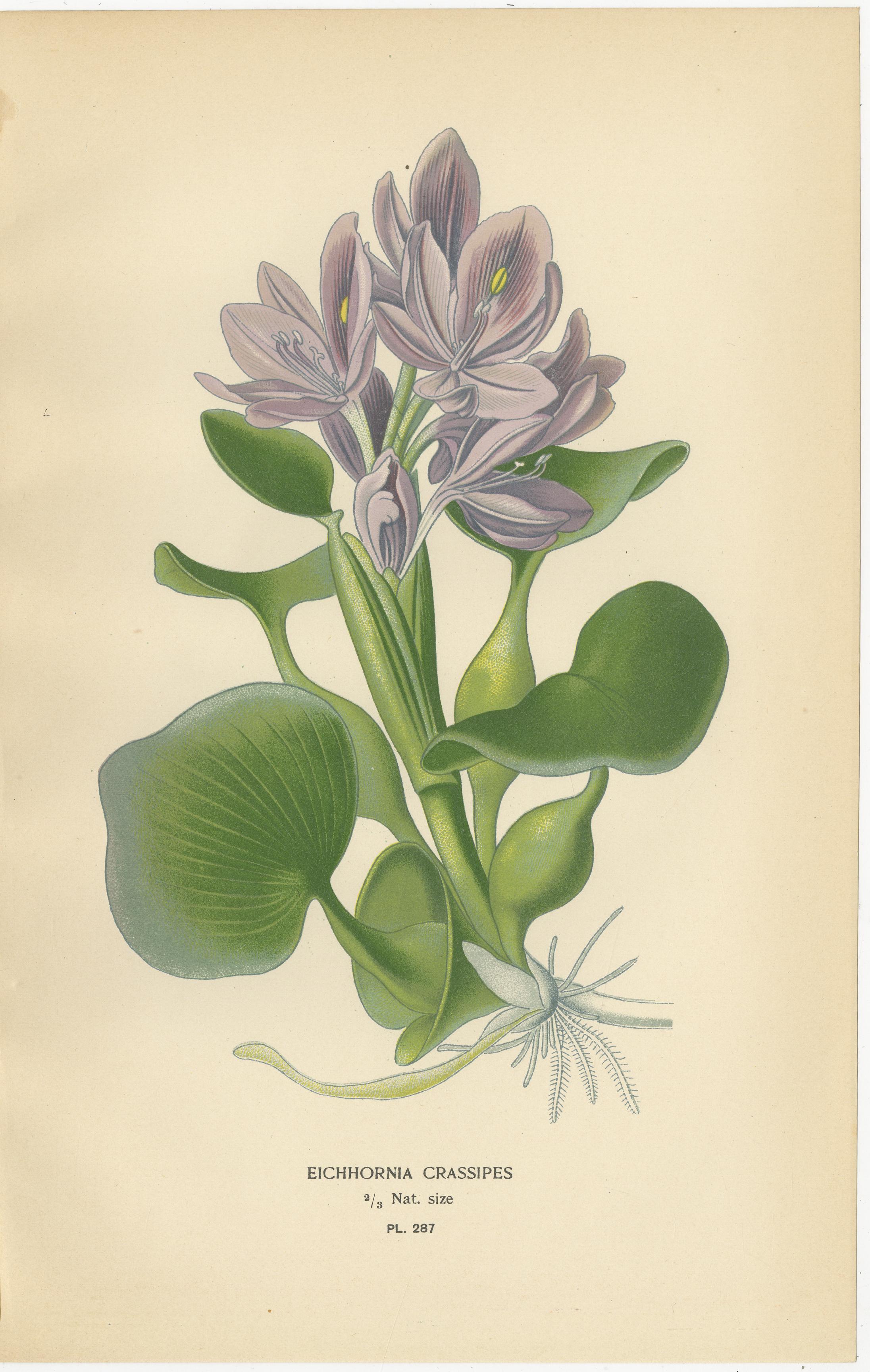 Stampe botaniche antiche di tulipani e giacinti d'acqua - Set di tre, 1897 ca. In condizioni buone in vendita a Langweer, NL