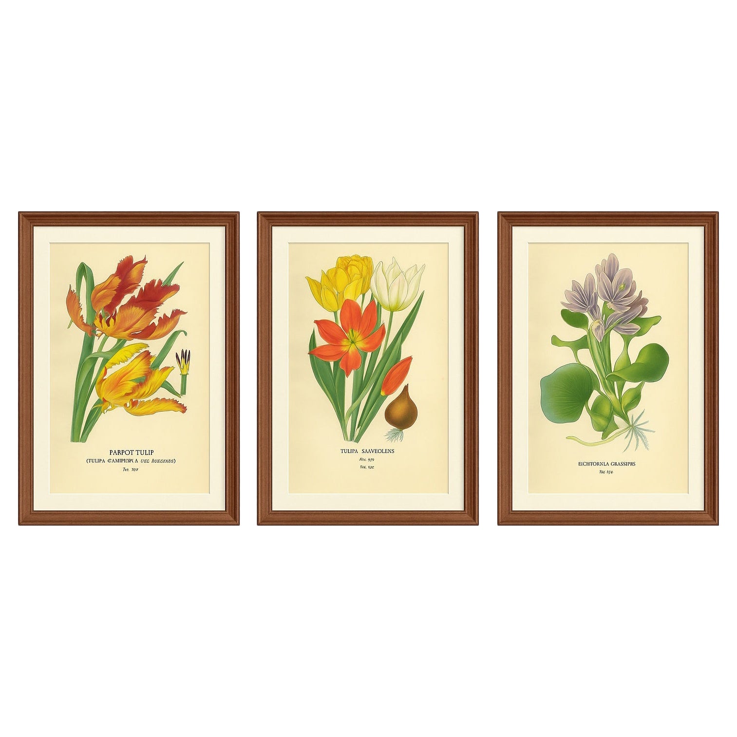Stampe botaniche antiche di tulipani e giacinti d'acqua - Set di tre, 1897 ca.