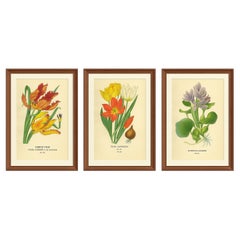 Stampe botaniche antiche di tulipani e giacinti d'acqua - Set di tre, 1897 ca.
