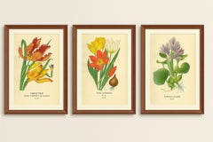 Antike botanische Drucke von Tulpen und Wasserhyazinthen - Satz von drei, um 1897
