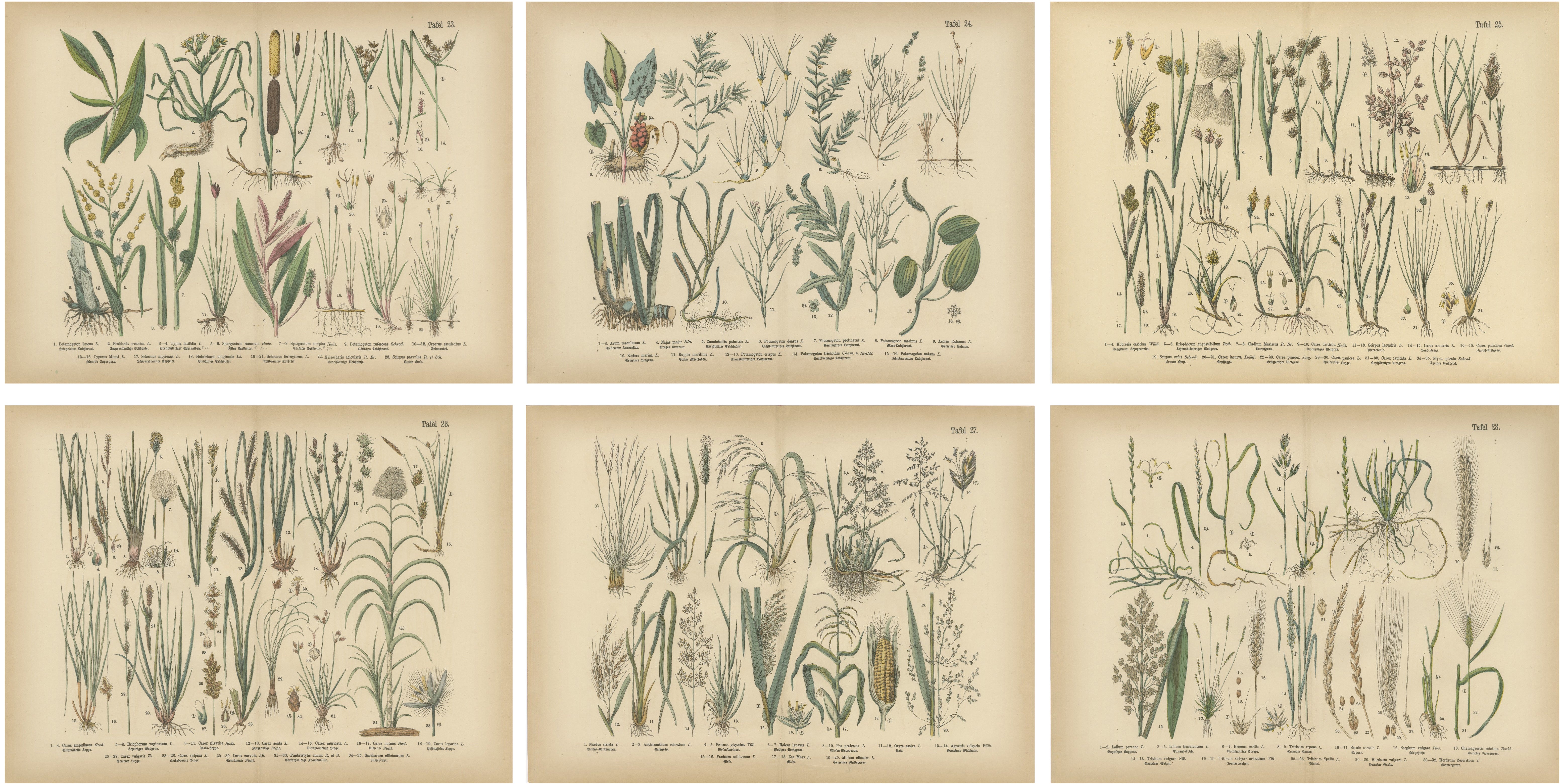 Antique Botanical Prints Set, German Atlas Plants & Grasses, circa 1885