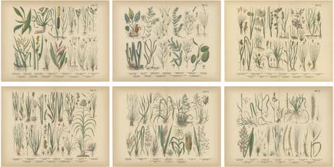 Antique Botanical Prints Set, German Atlas Plants & Grasses, circa 1885