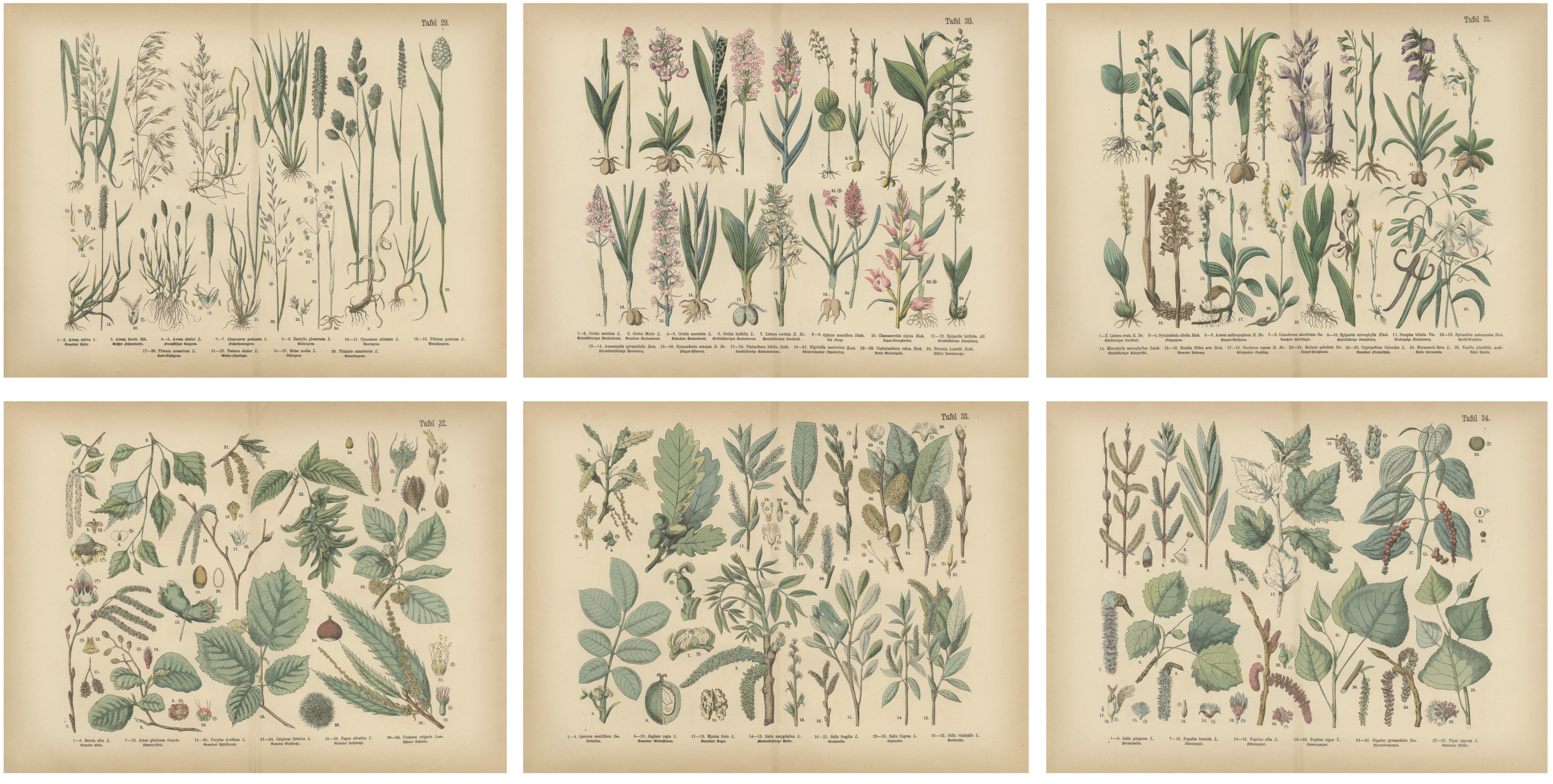 Antique Botanical Prints Set, German Flora & Orchids Atlas, Stuttgart 1885