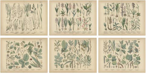 Antique Botanical Prints Set, German Flora & Orchids Atlas, Stuttgart 1885