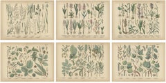 Antique Botanical Prints Set, German Flora & Orchids Atlas, Stuttgart 1885