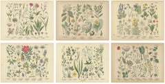 Antique Botanical Prints Set, German Wildflower Atlas Plates, Stuttgart 1885