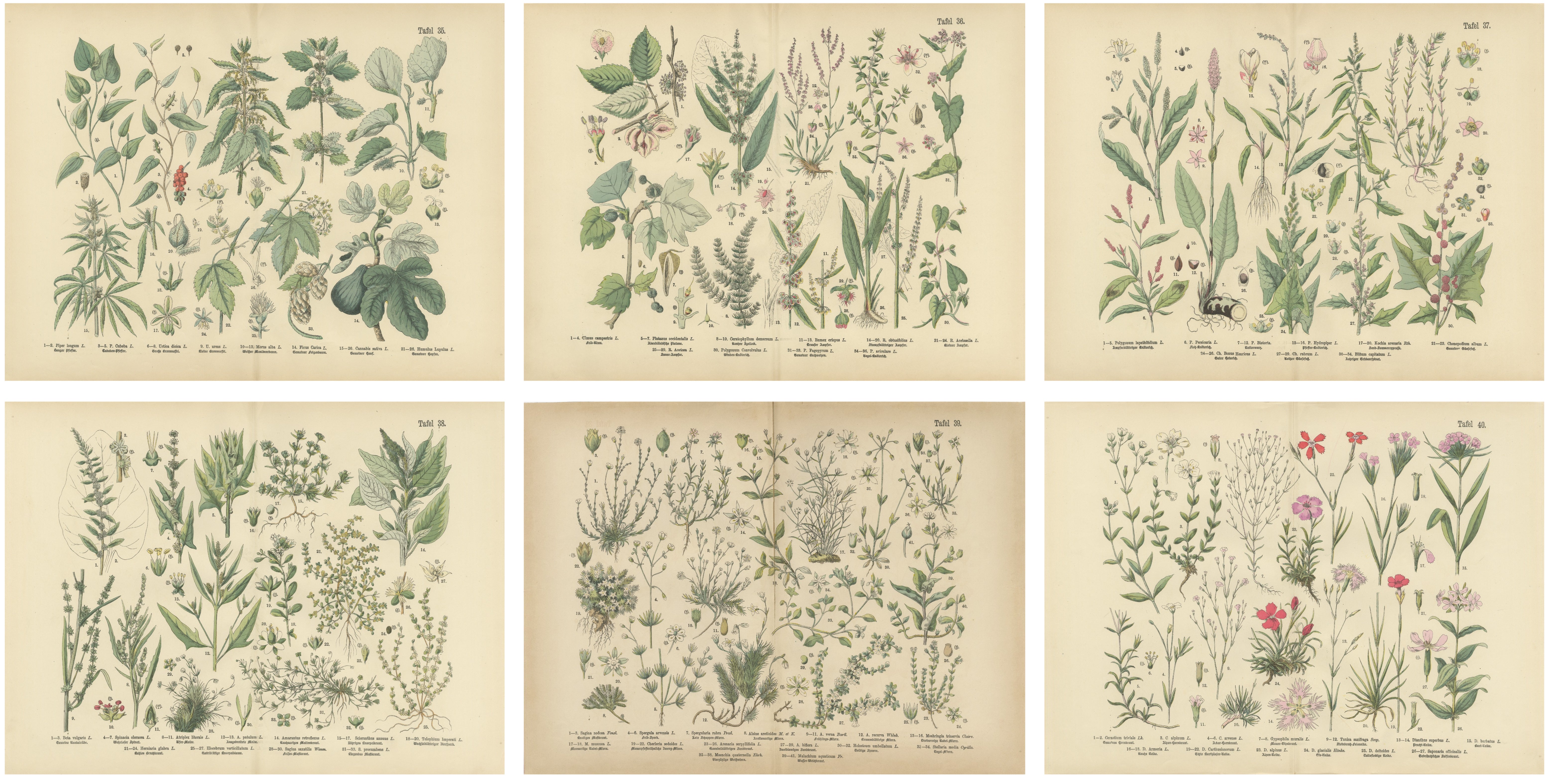 Antique Botanical Prints Set, German Wildflowers Atlas Plates, Stuttgart 1885