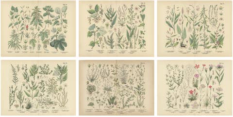 Antique Botanical Prints Set, German Wildflowers Atlas Plates, Stuttgart 1885
