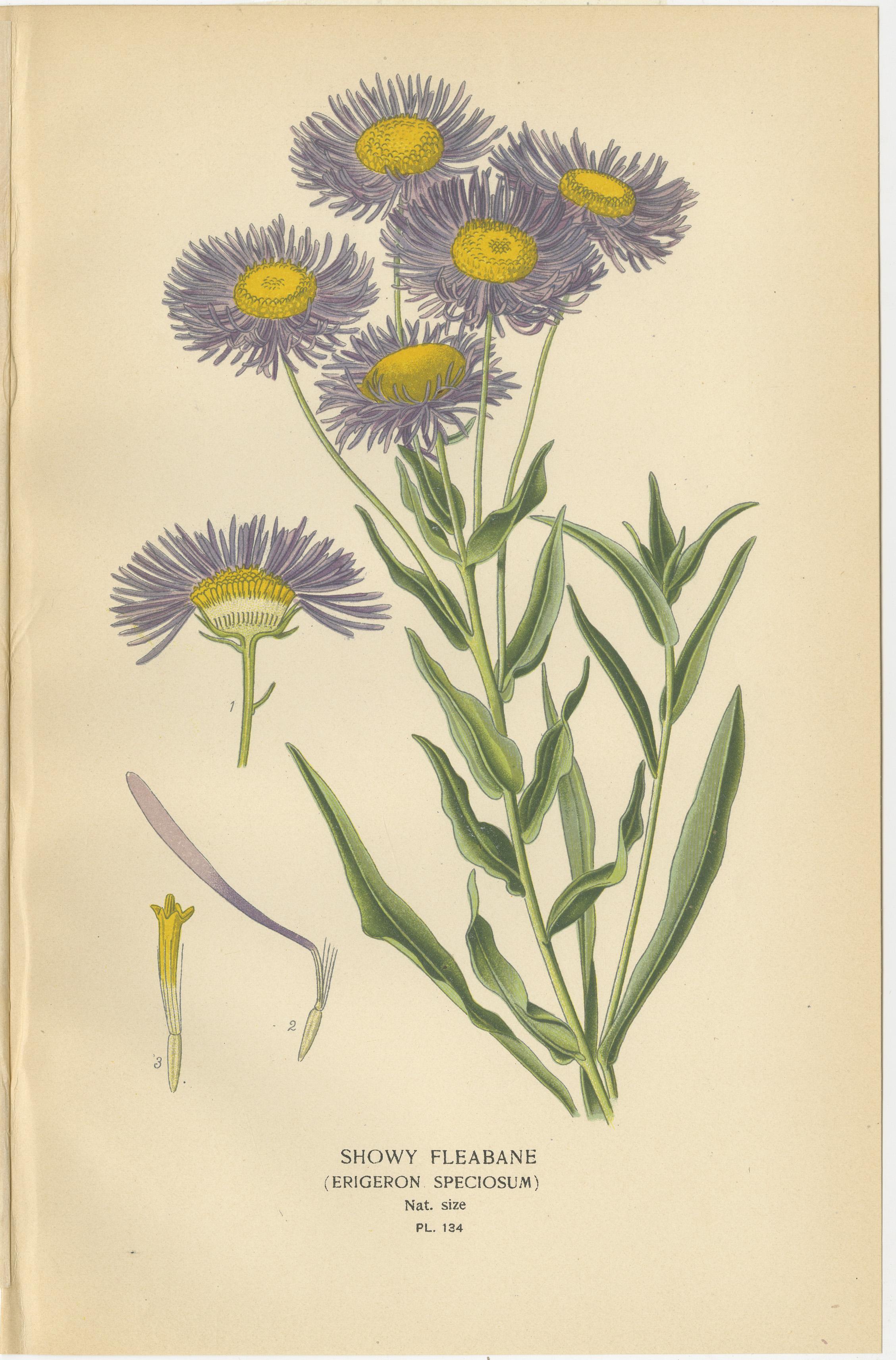 Trio antiker botanischer Drucke: Schillerndes Flohkraut, Rosiges Everlast & Acroclinium Roseum  

Dieses bezaubernde Set antiker botanischer Drucke zeigt 