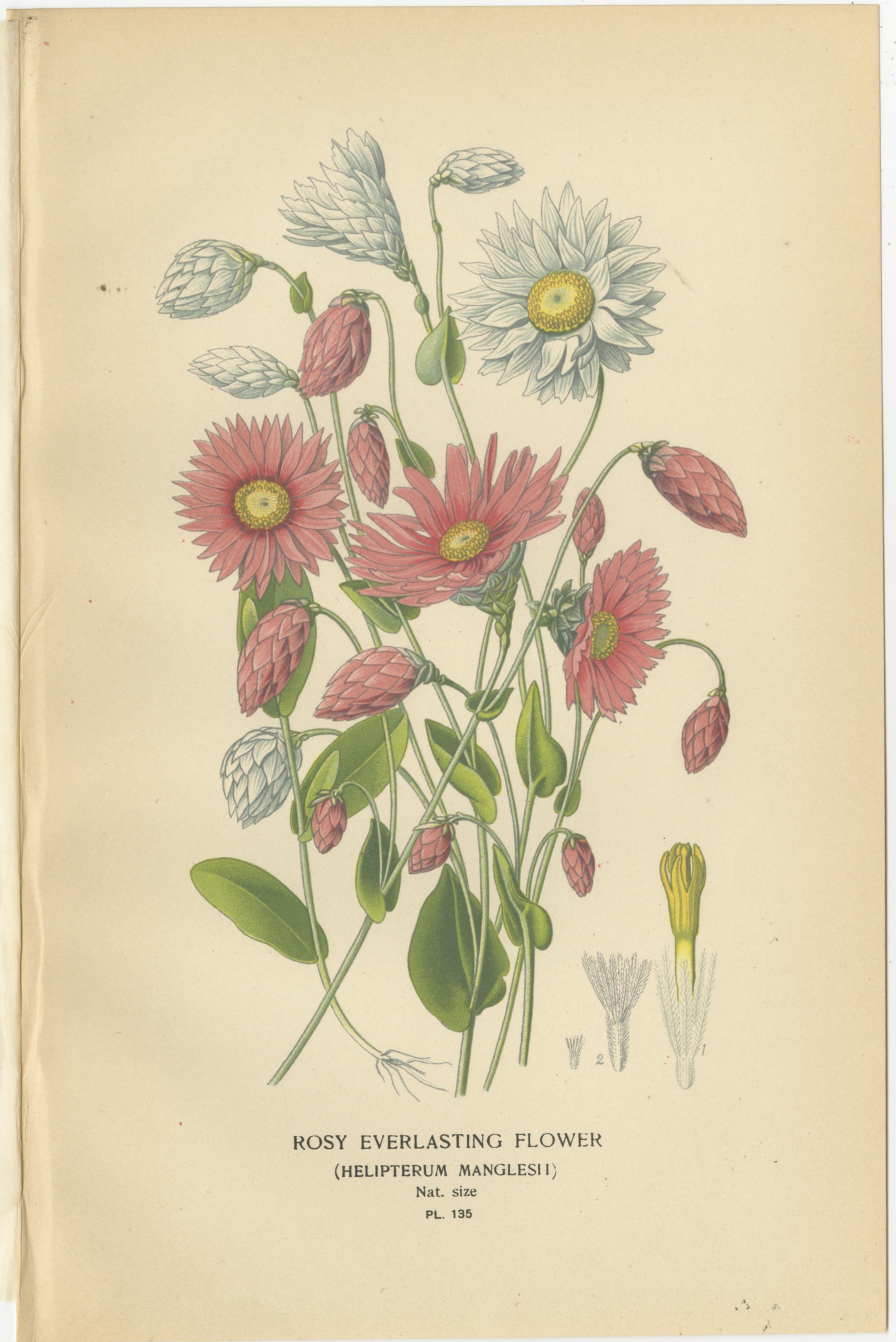 Antike botanische Drucke: Showy Fleabane, Rosy Everlasting & Acroclinium Roseum im Zustand „Gut“ im Angebot in Langweer, NL