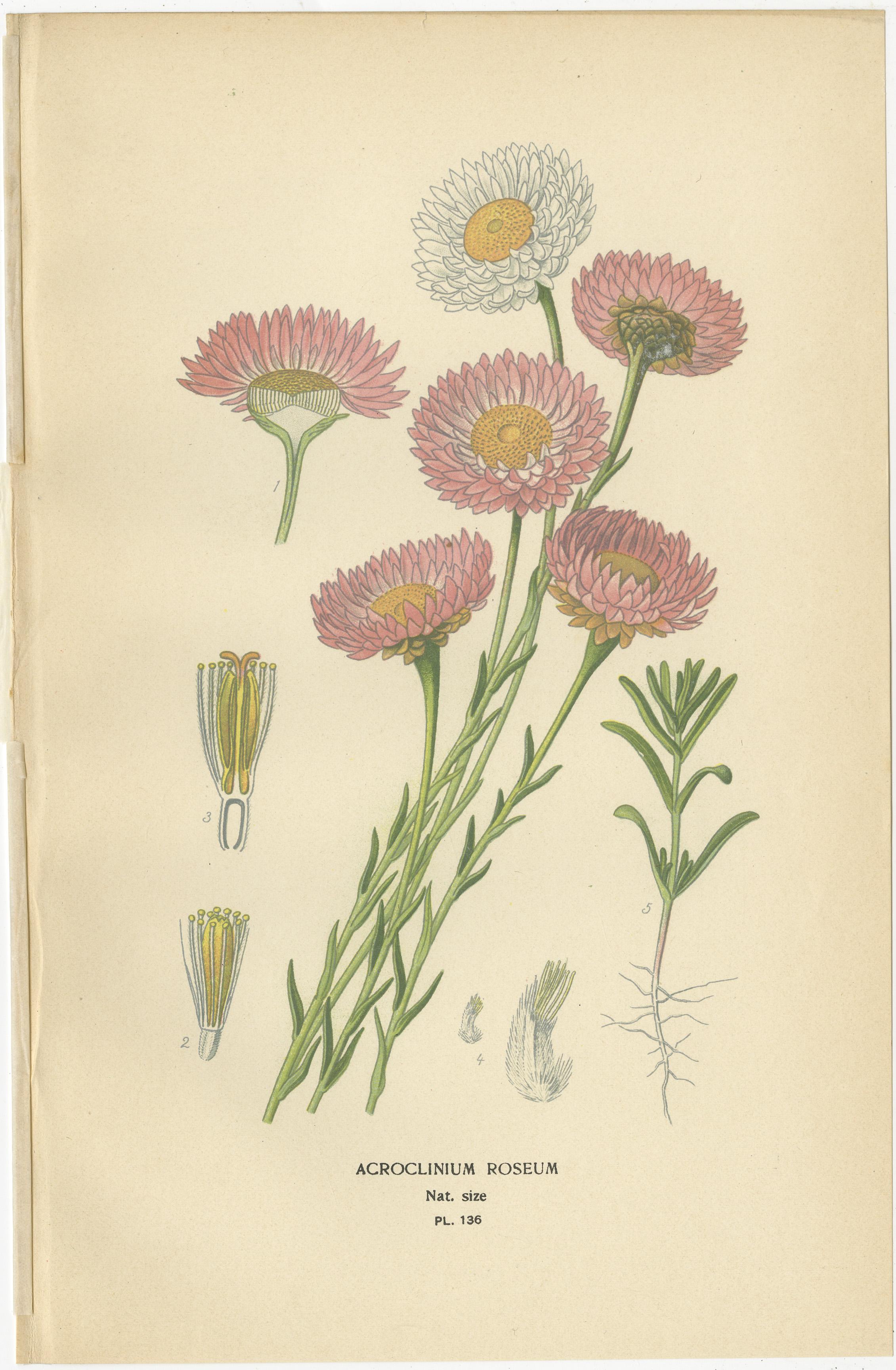 Antike botanische Drucke: Showy Fleabane, Rosy Everlasting & Acroclinium Roseum (Spätes 19. Jahrhundert) im Angebot