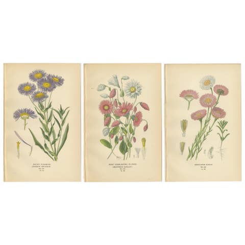 Antique Botanical Prints: Showy Fleabane, Rosy Everlasting & Acroclinium Roseum