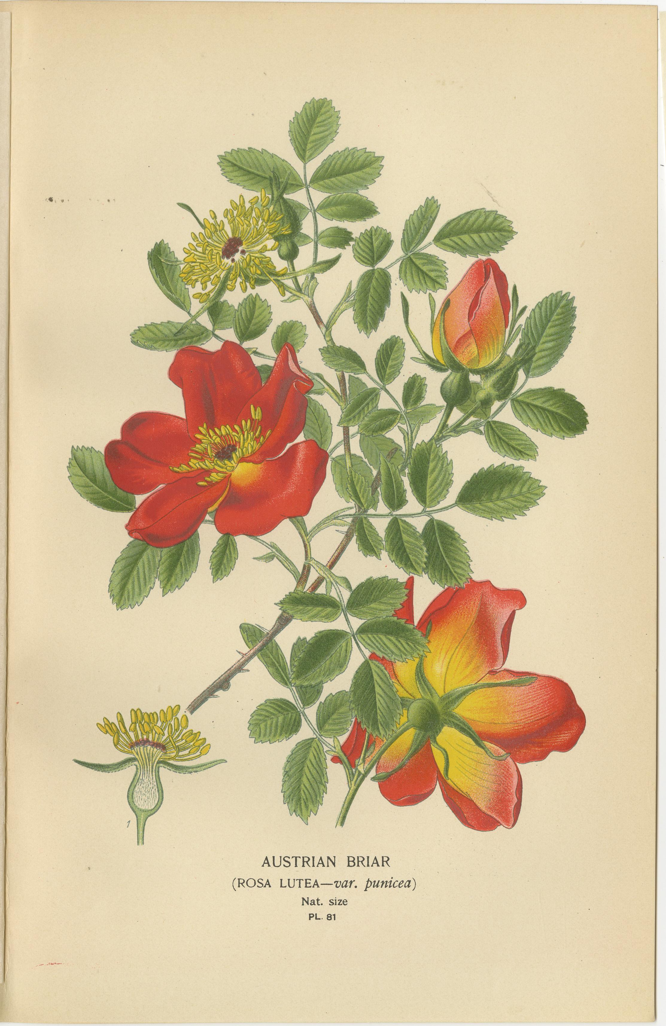 Trio von antiken botanischen Rosendrucken: Austrian Briar, Moosrose & Baronin Rothschild

Dieses exquisite Set aus drei antiken botanischen Drucken zeigt atemberaubende Illustrationen von Rosen: 