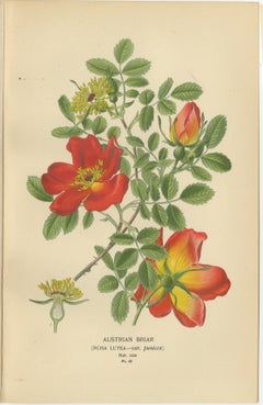 Antique Botanical Rose Prints: Austrian Briar, Moss Rose & Baroness Rothschild