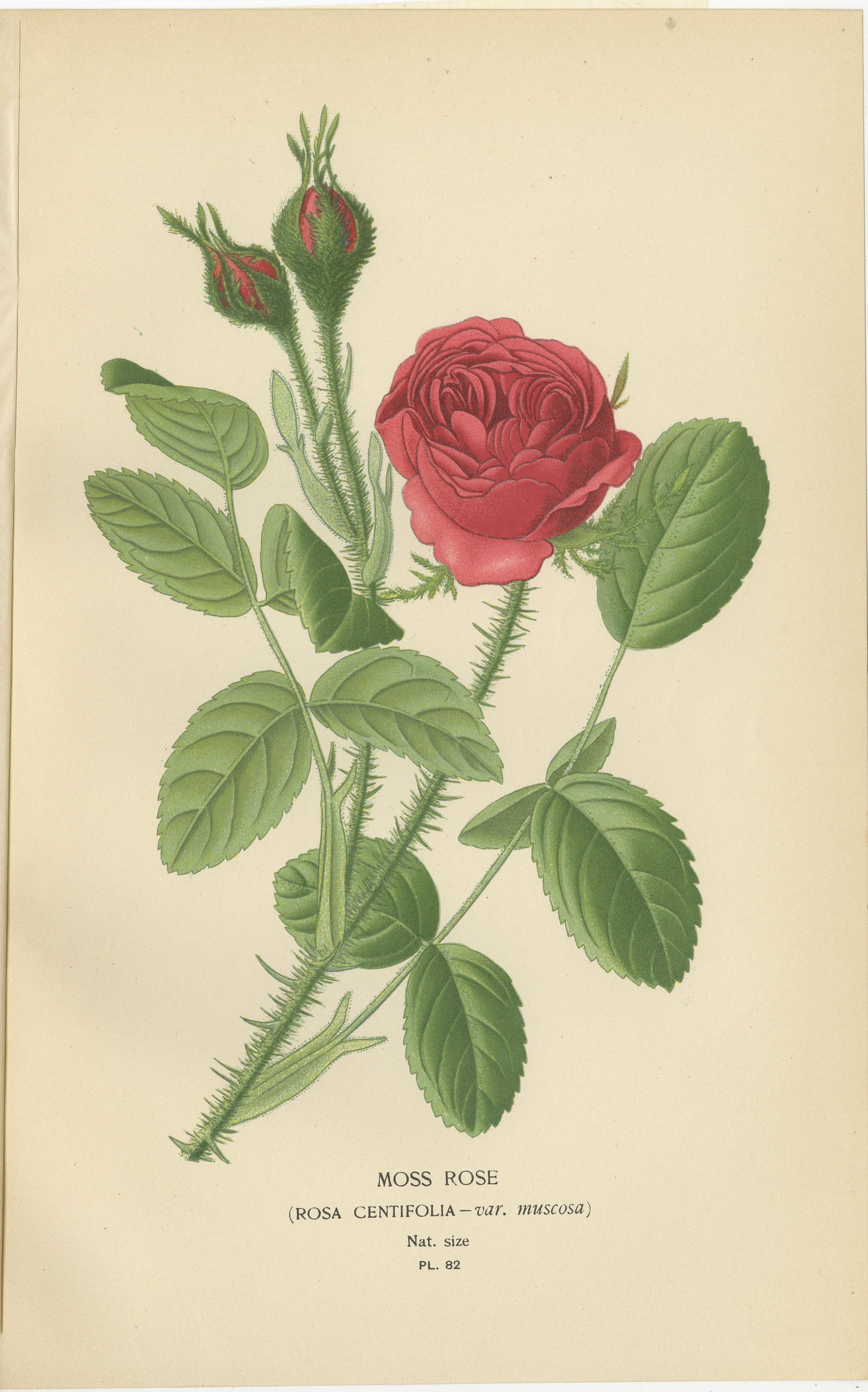 Antike botanische Rosendrucke: Österreichische Briar, Moss Rose & Baroness Rothschild im Zustand „Gut“ im Angebot in Langweer, NL