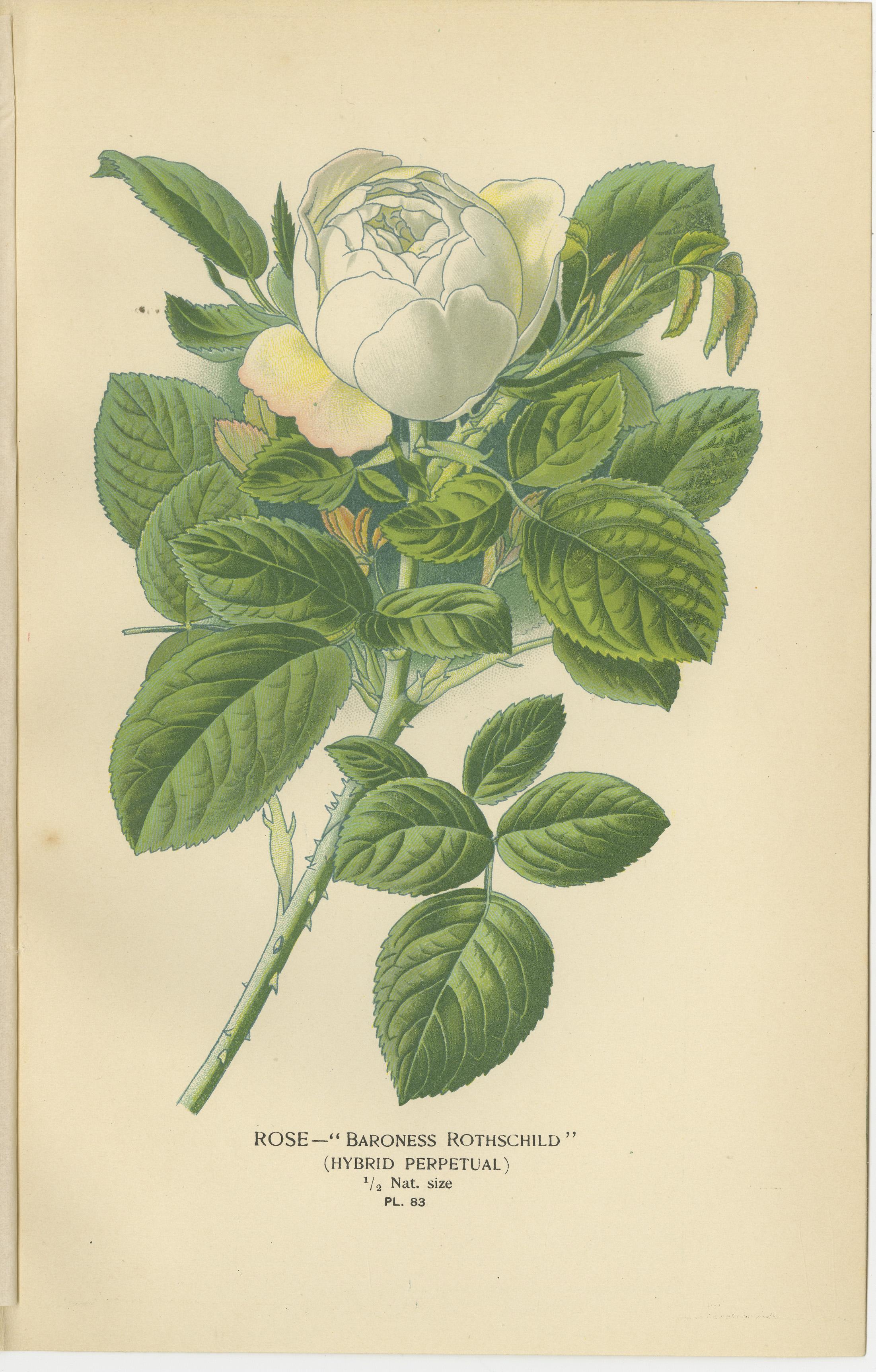 Antike botanische Rosendrucke: Österreichische Briar, Moss Rose & Baroness Rothschild (Spätes 19. Jahrhundert) im Angebot