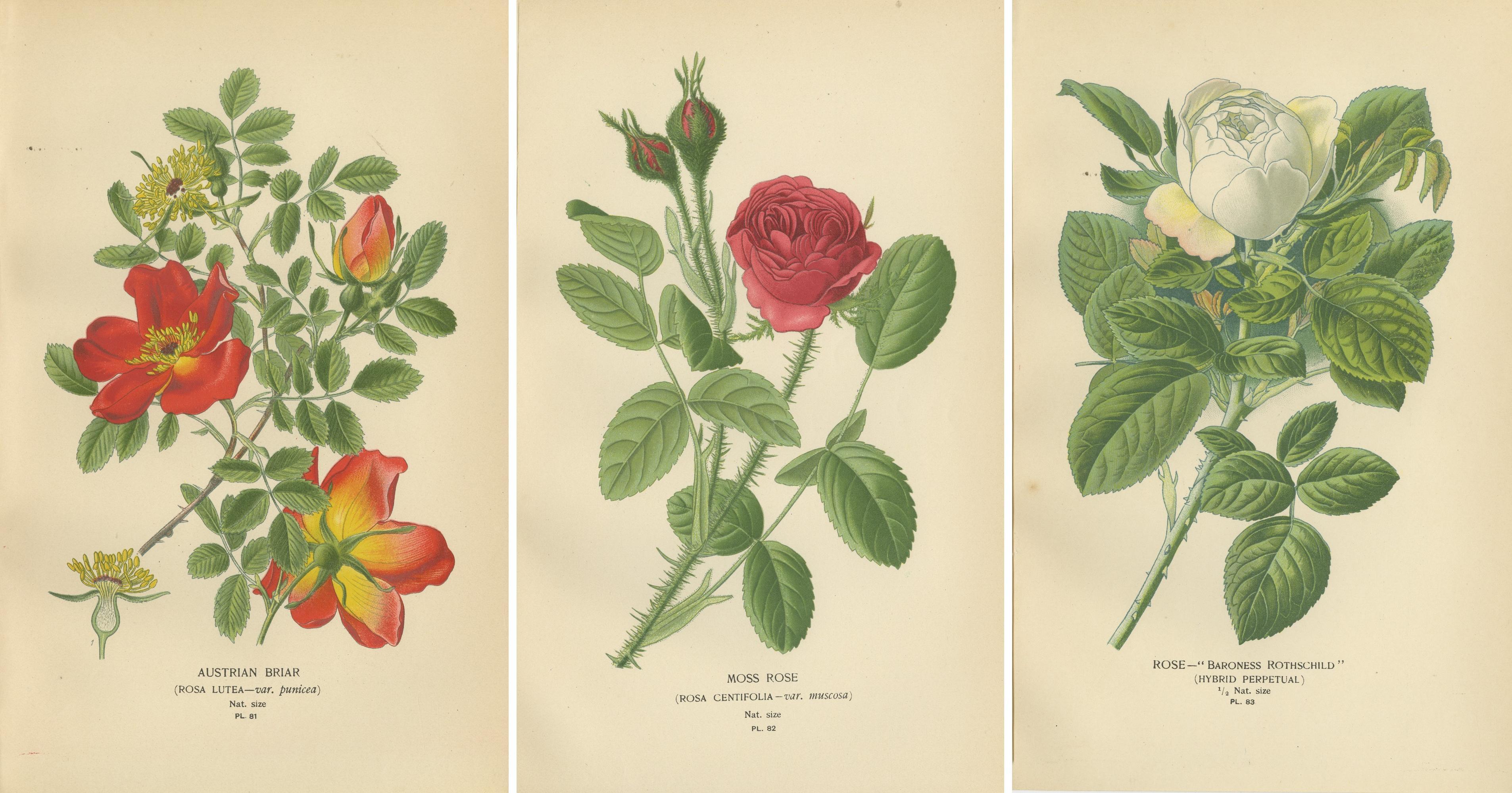 Antike botanische Rosendrucke: Österreichische Briar, Moss Rose & Baroness Rothschild (Papier) im Angebot