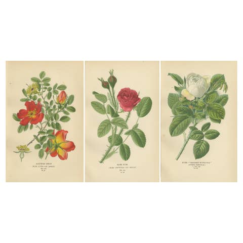 Antique Botanical Rose Prints: Austrian Briar, Moss Rose & Baroness Rothschild