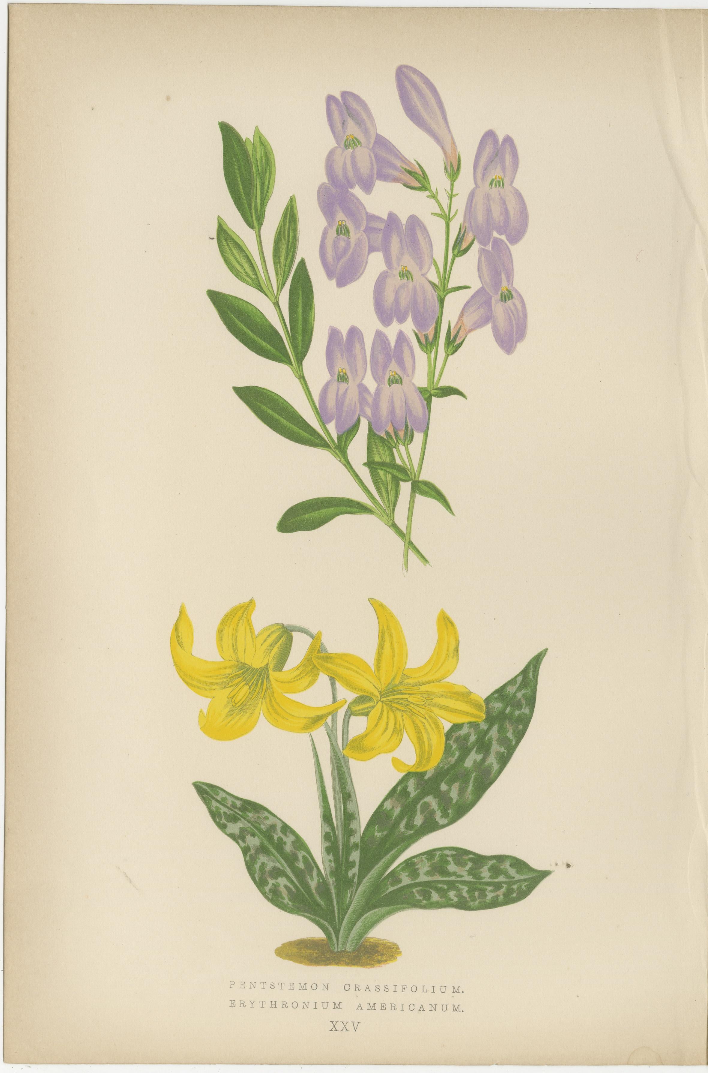Titel:
Antikes botanisches Triptychon mit Erythronium Americanum und Glockenblume um 1870

Beschreibung:
Dieses exquisite botanische Triptychon zeigt drei fein detaillierte Chromolithografien aus dem späten 19. Jahrhundert, die jeweils eine seltene