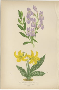 Antique Botanical Triptych with Erythronium Americanum and Bellflower c1870