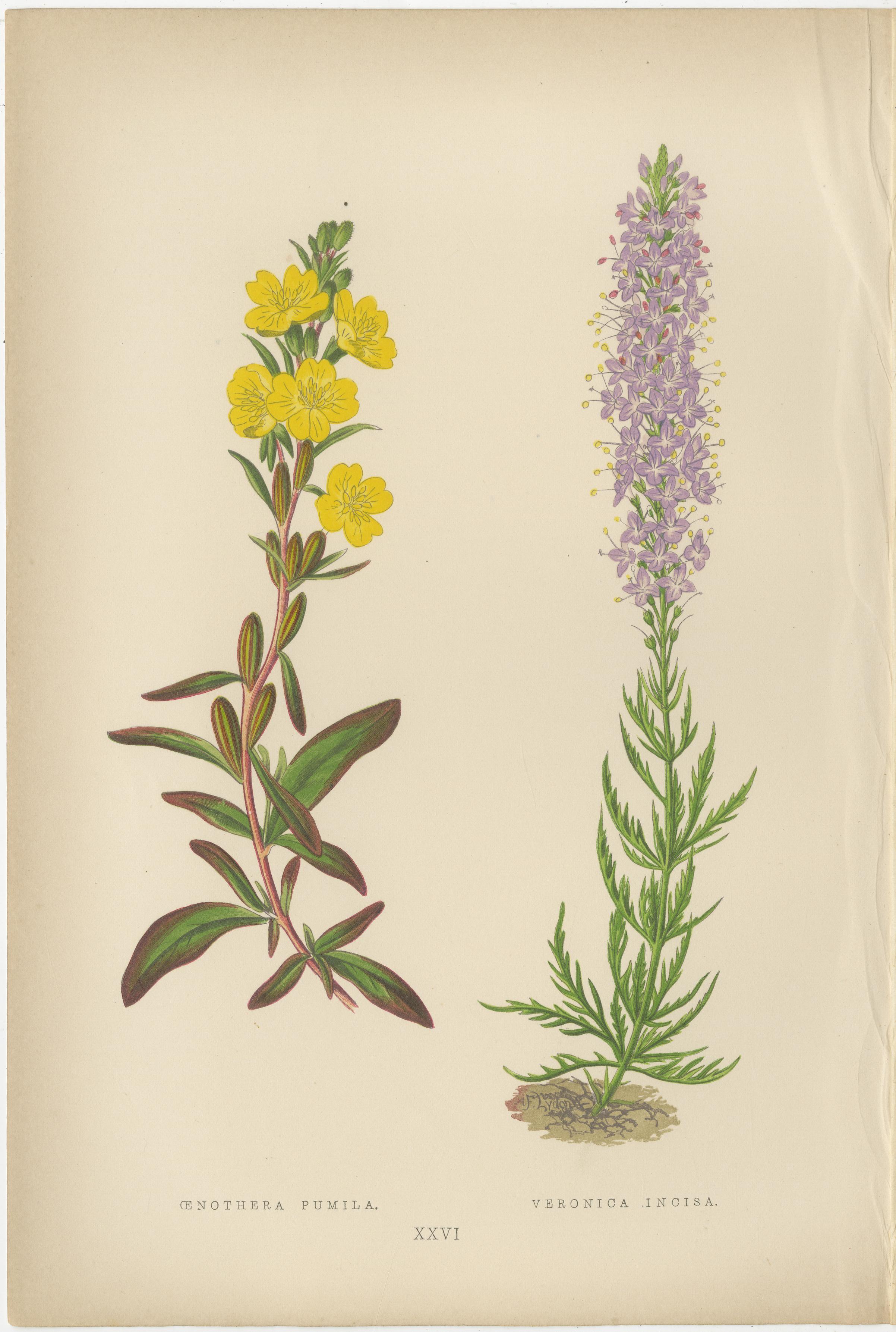 Antikes botanisches Triptychon mit Erythronium Americanum und Glockenblume um 1870 im Zustand „Gut“ im Angebot in Langweer, NL