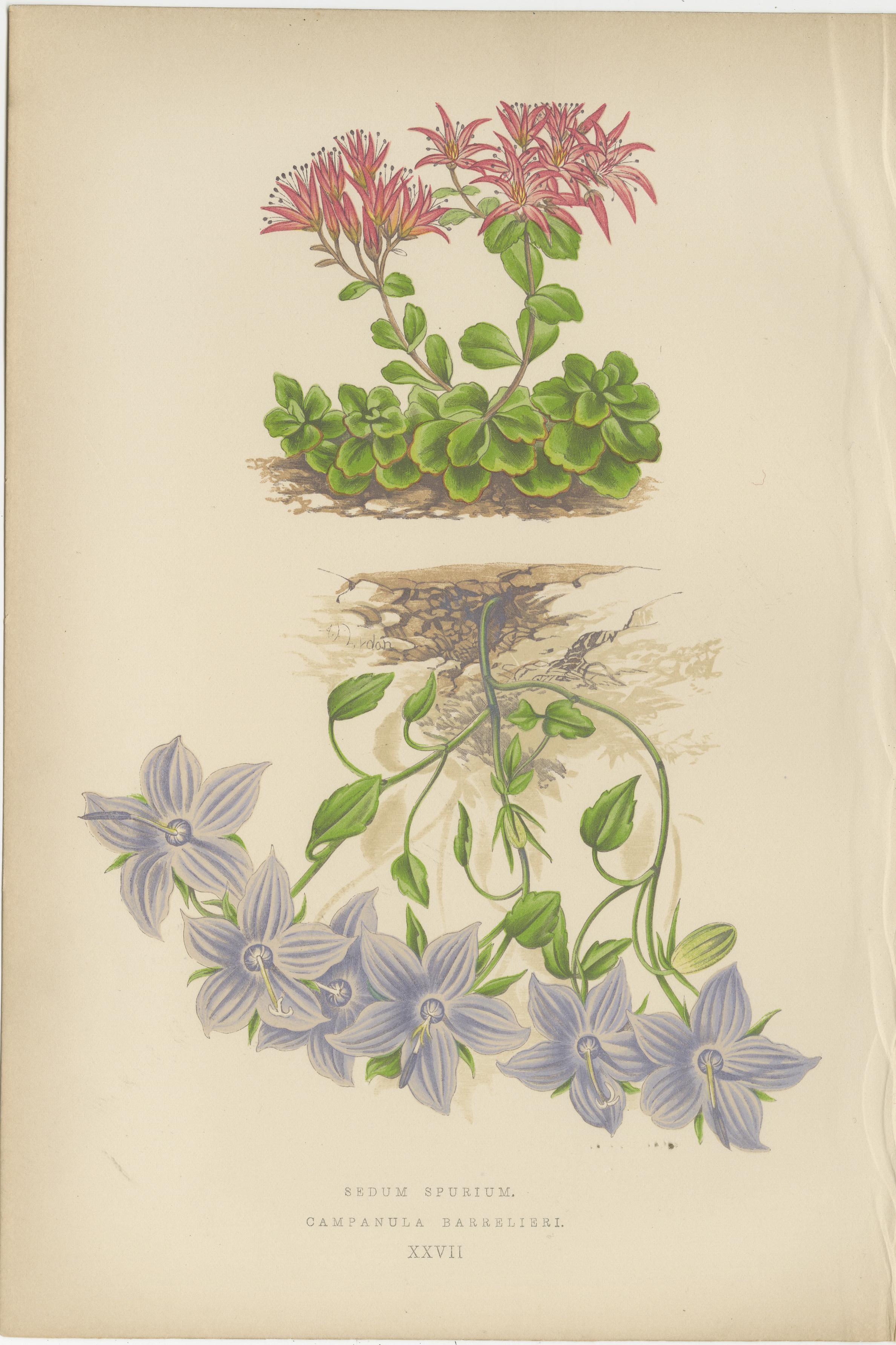 Antikes botanisches Triptychon mit Erythronium Americanum und Glockenblume um 1870 (Spätes 19. Jahrhundert) im Angebot