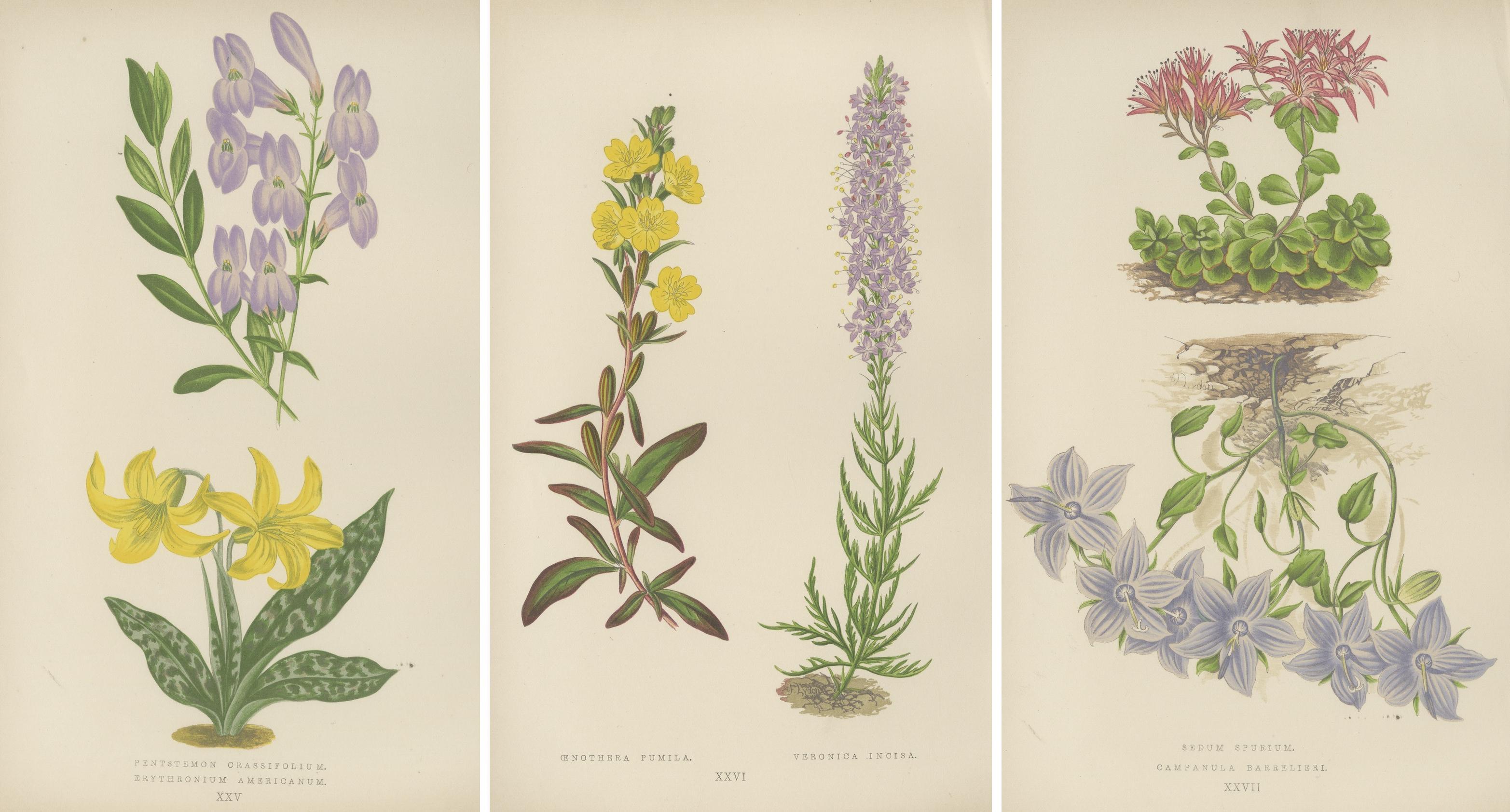 Antikes botanisches Triptychon mit Erythronium Americanum und Glockenblume um 1870 (Papier) im Angebot