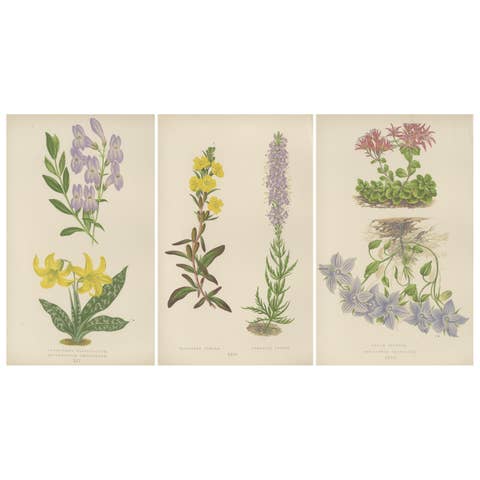 Antique Botanical Triptych with Erythronium Americanum and Bellflower c1870