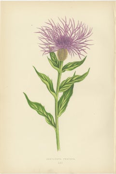 Antique Botanical Wall Art Pair – Purple Knapweed & Bitterroot, London 1874