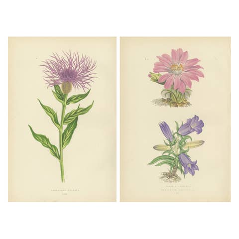 Antique Botanical Wall Art Pair – Purple Knapweed & Bitterroot, London 1874
