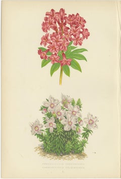 Antique Botanical Wall Art Set of 3 – Alpine Rose, Primrose & Wildflowers, 1874