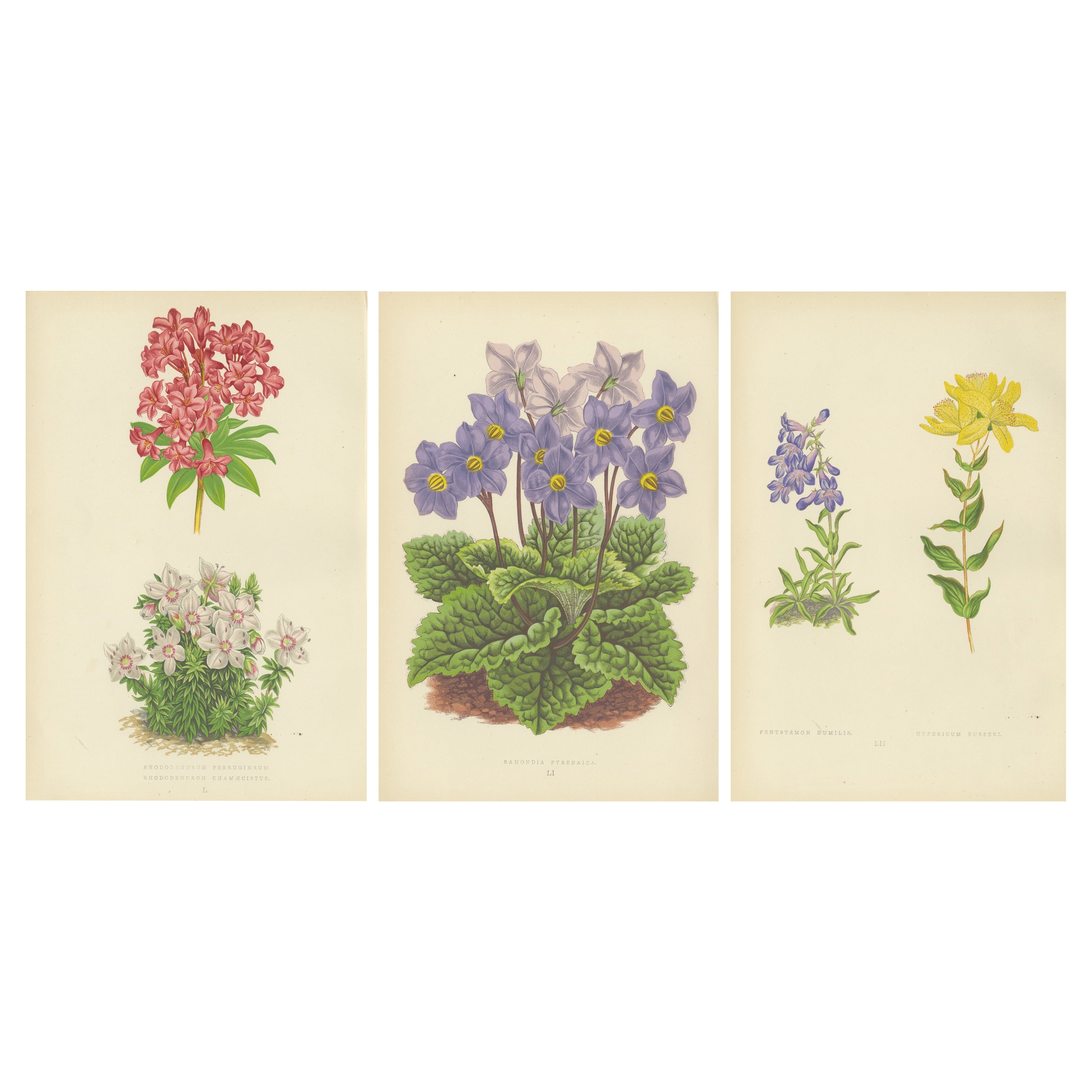 Set di 3 opere d
arte botaniche da parete - Rosa alpina, primula e fiori di campo, 1874 in vendita