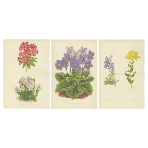 Antique Botanical Wall Art Set of 3 – Alpine Rose, Primrose & Wildflowers, 1874