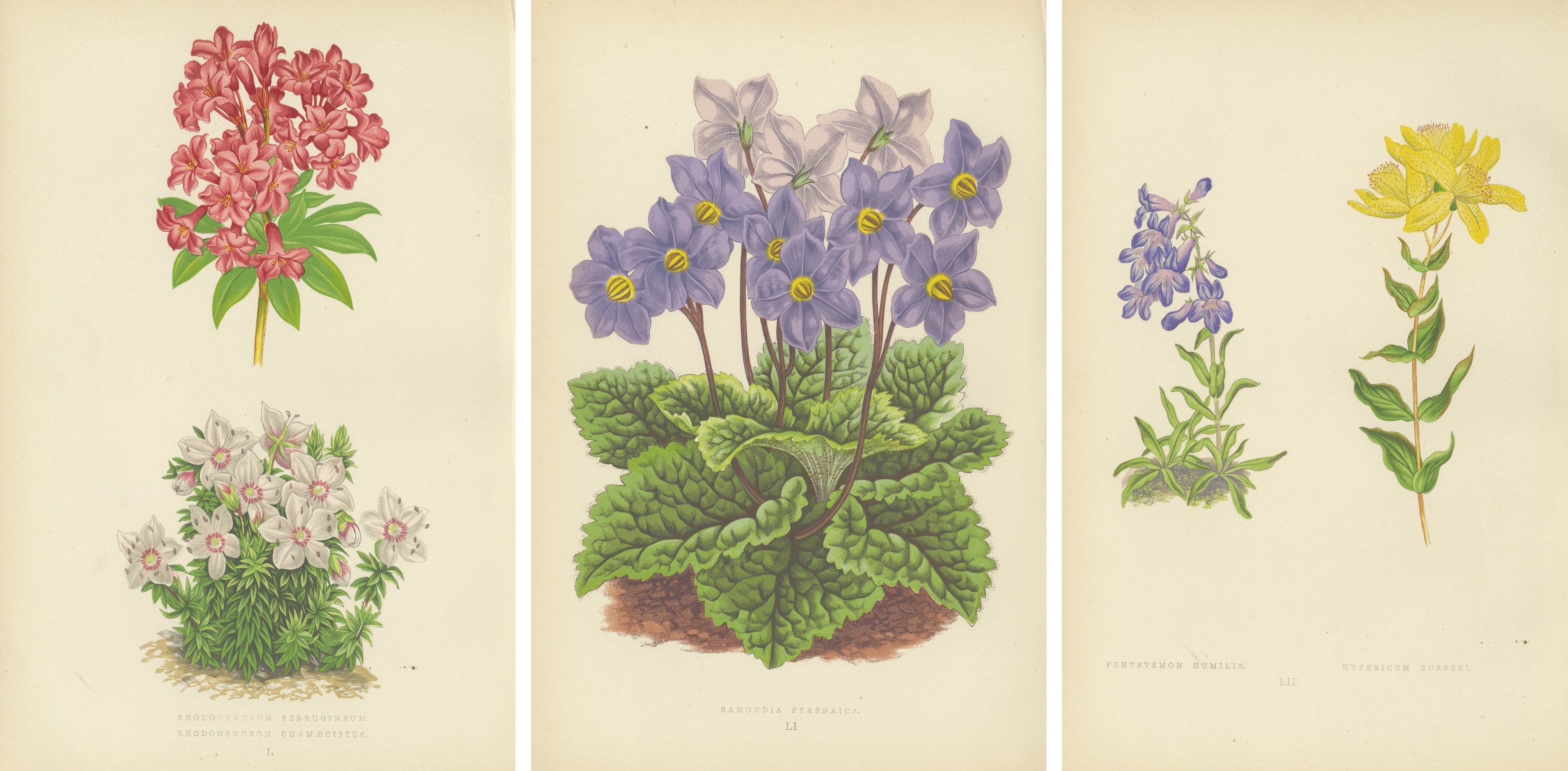 Antique Botanical Wall Art Set of 3 – Alpine Rose, Primrose 
Wildflowers, 1874