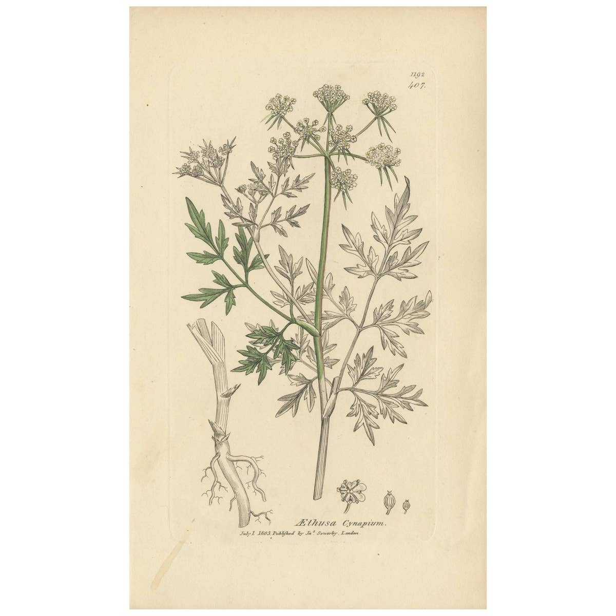 Antique Botany Print 'Aethusa Cynapium' by J. Sowerby, 1803