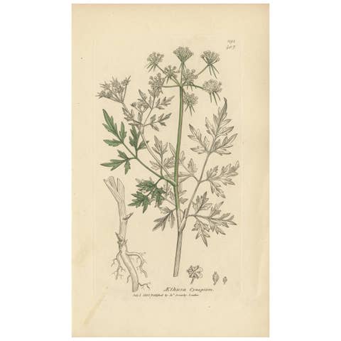 Antique Botany Print 'Aethusa Cynapium' by J. Sowerby, 1803