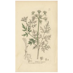 Antiker Botanik-Druck „Aethusa Cynapium“ von J. Sowerby, 1803