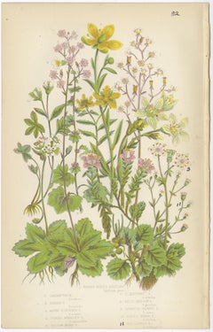 Antique Botany Print Depicting the Kidney-Shaped Saxifrage and More, ca.1860