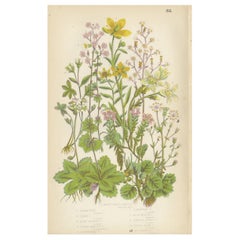 Antique Botany Print Depicting the Kidney-Shaped Saxifrage and More, ca.1860