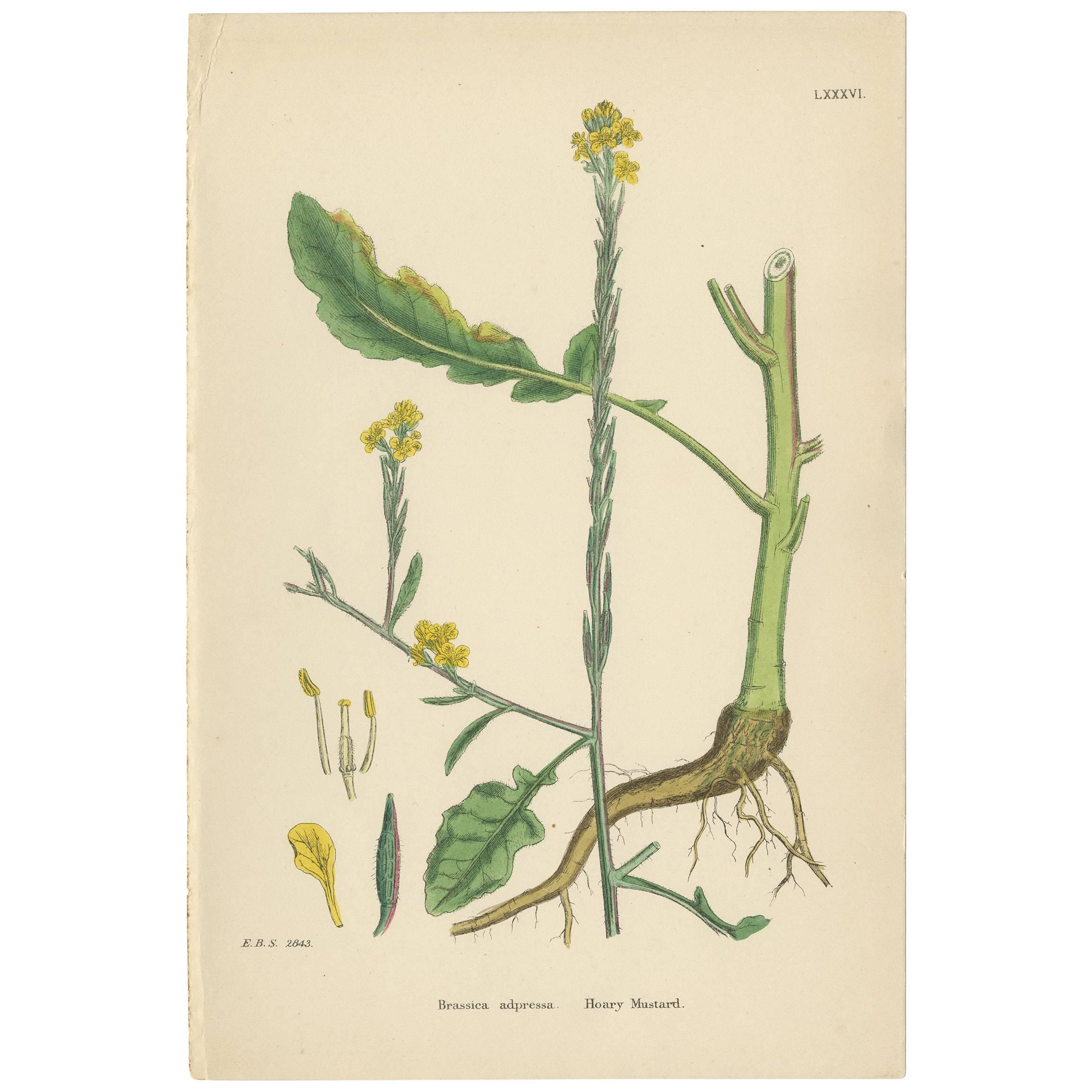 Antiker Senfdruck mit Botani-Druck „Hoary Mustard“ von J. Sowerby, um 1860