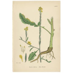 Stampa antica di botanica 'Hoary Mustard' di J. Sowerby, 1860 circa