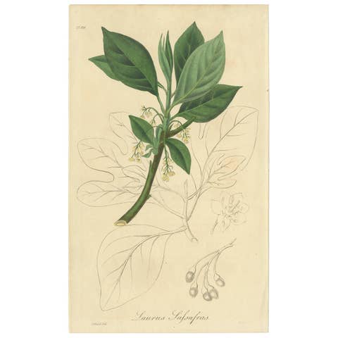 Antique Botany Print 'Lauro-Cerasus' by H. Sowerby, 1852