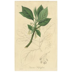 Stampa antica di botanica 'Lauro-Cerasus' di H. H. Sowerby, 1852