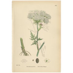 Antiker Botanik-Druck „Marsh Hog's-Fennel“ von J. Sowerby, um 1860