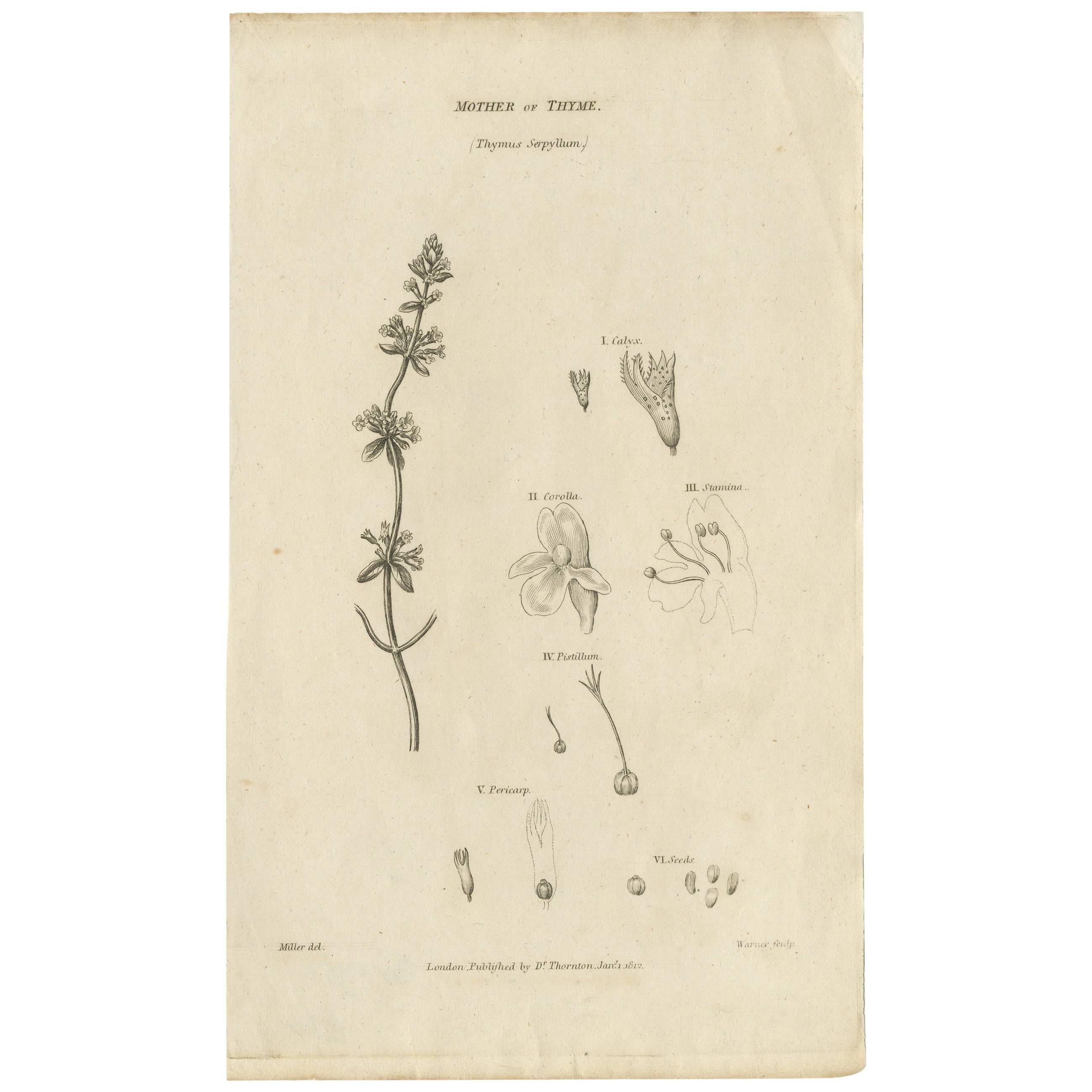 Antiker Botanik-Druck „Mutter von Thyme“ von Thornton, 1812