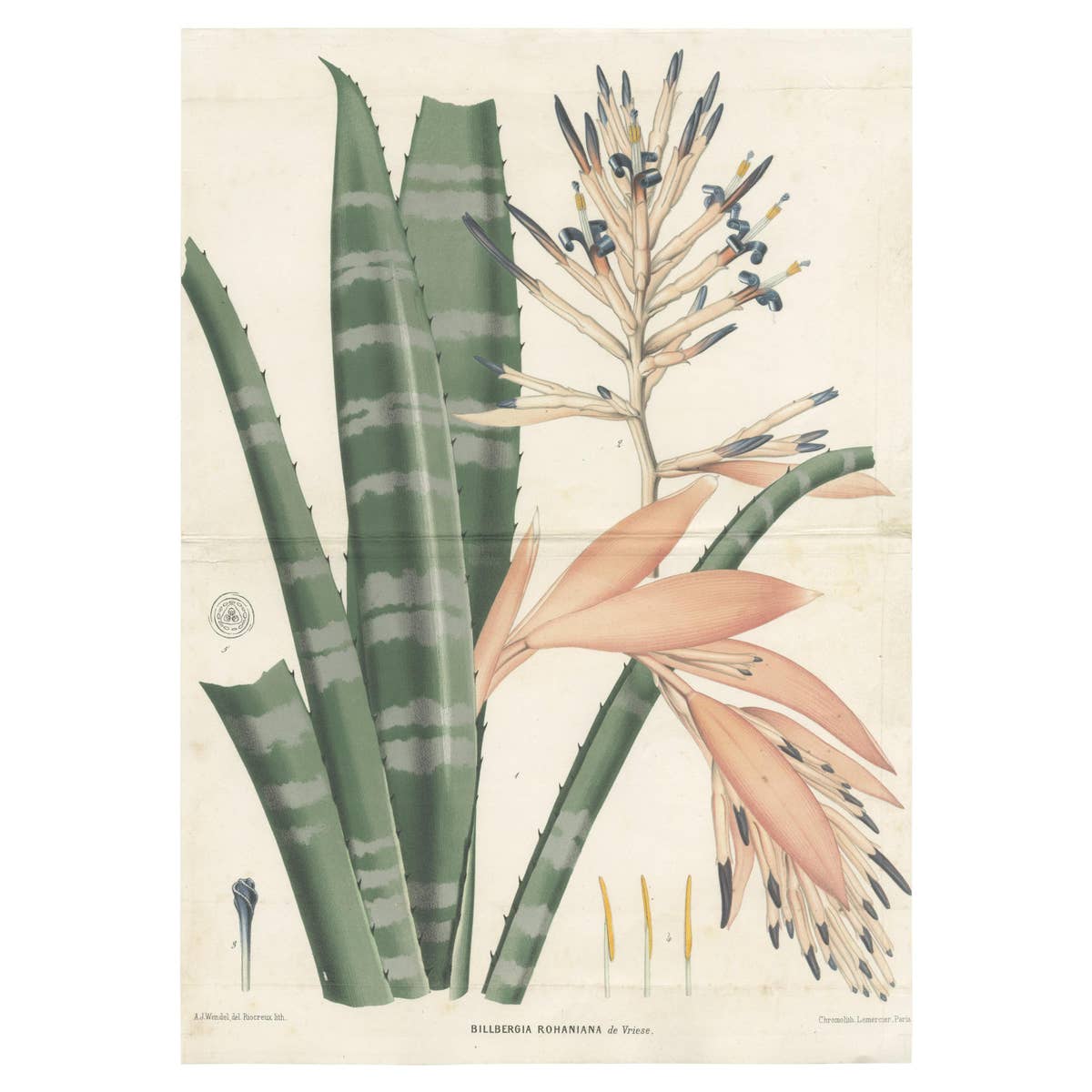 Antique Botany Print of a Billbergia Plant Species by De Vriese '1855'
