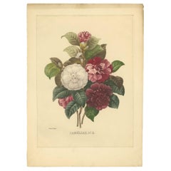 Vintage Botany Print of a Bouquet of Camellia Flowers Made after P.J. Redouté