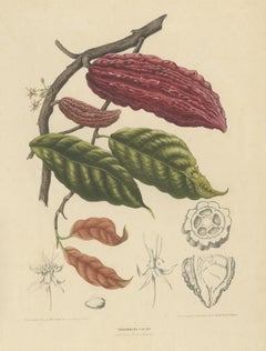 Theobroma Cacao – Cocoa Tree Botanical Lithograph c.1863